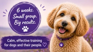 Mindful Manners – Foundation Training for all Ages
